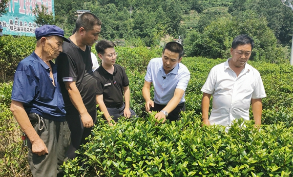 在镇巴县三元镇茶叶扶贫产业园采访_副本.jpg